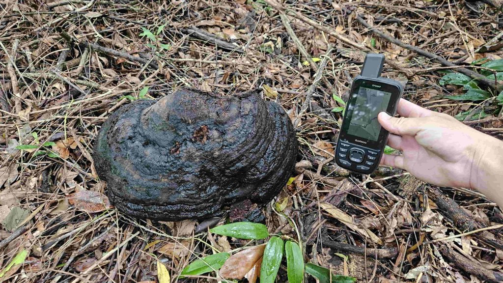 20250424八勢古道-東小坪頂山-貴子坑山主東西-水磨坑山_2769510