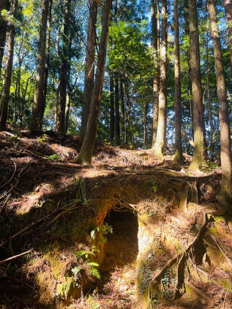 1141116油羅山_2946436