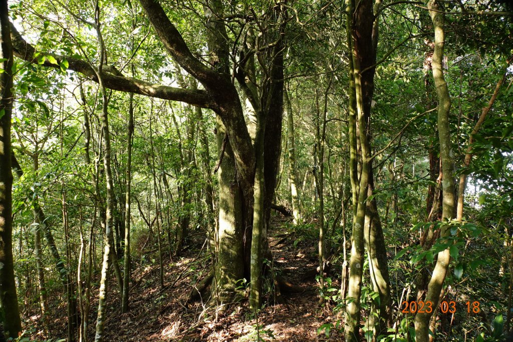 新竹 關西 馬武督山、蓮包山_2076570