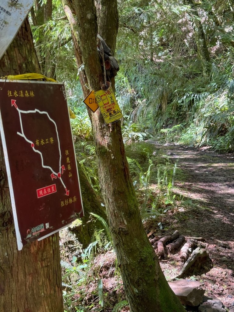 鹿屈山-杉林溪賞花趣_2816465