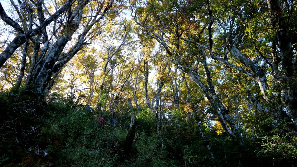 深秋限定~沒到過銅山別說看過山毛櫸_447151