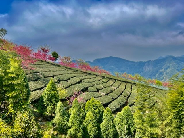 竹山八卦茶園 櫻花季_2041231