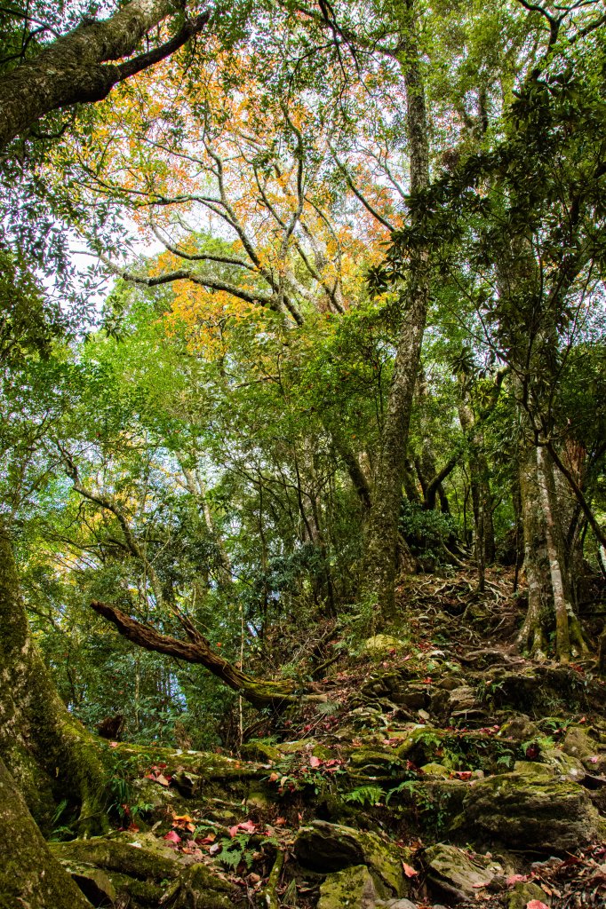 稍來山楓葉林_2960880