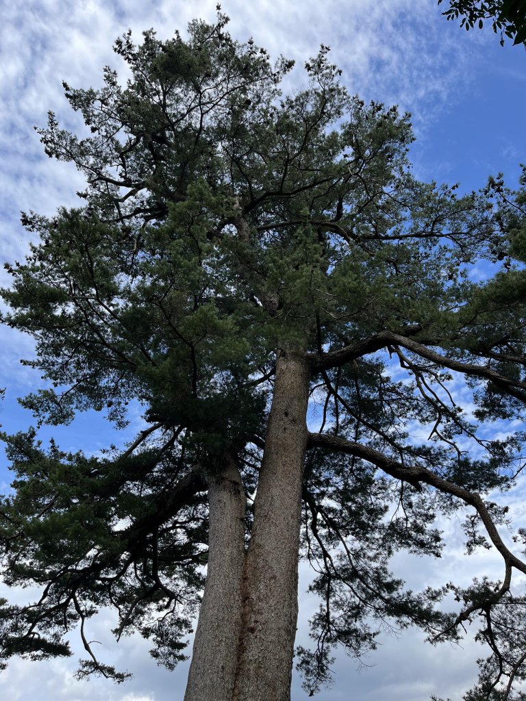 全家一起爬馬崙山順便上馬白稜線藏水 2024.3.28_2468297