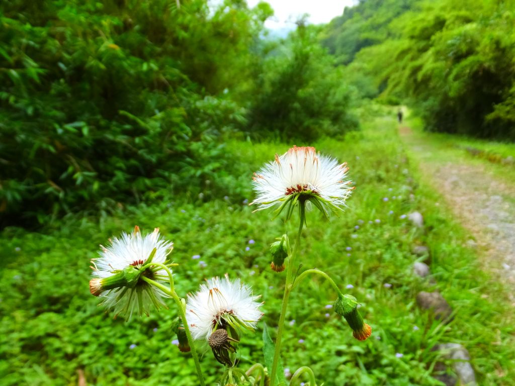 【宜蘭員山】新天堂樂園福山植物園生態之旅_390739