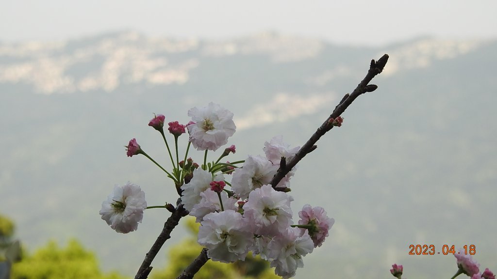 石碇十三股山/小格頭日出雲海+賞 #西施花 #松月櫻 孤挺花&桐花_2119016