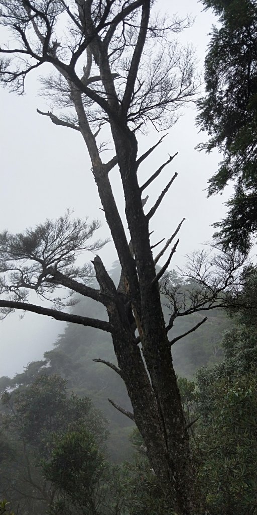 內鳥嘴山，北得拉曼神木群步道，瀑布初體驗_1062748