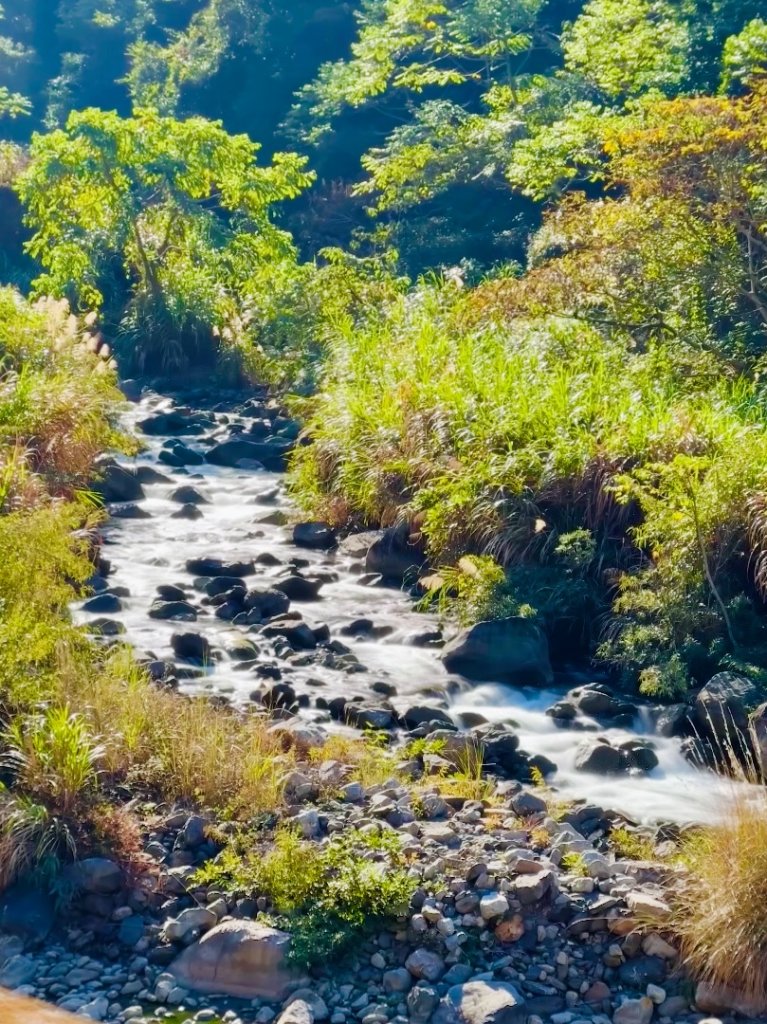 雪山坑登山步道尋巨人_2978228