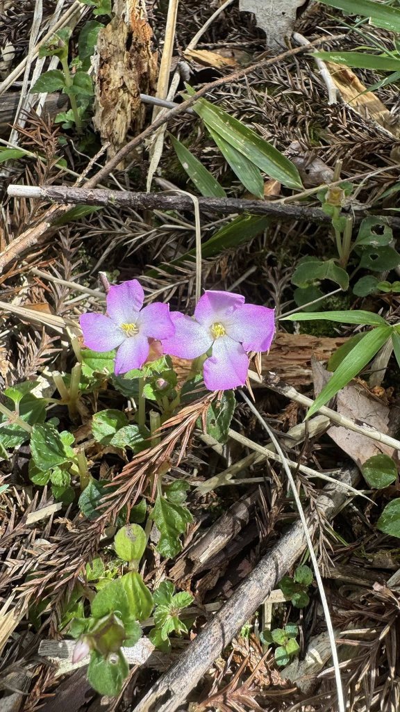 20250913小百岳三星山_2885213