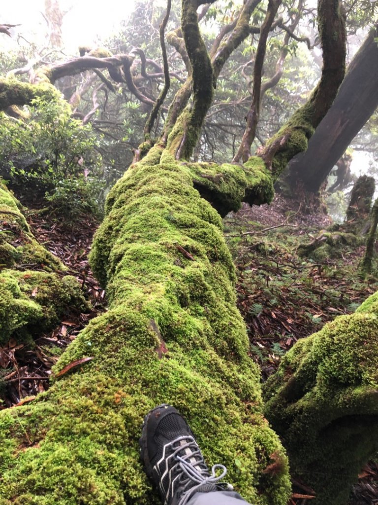 福巴越嶺古道（檜山、山車廣山）O走_1725364