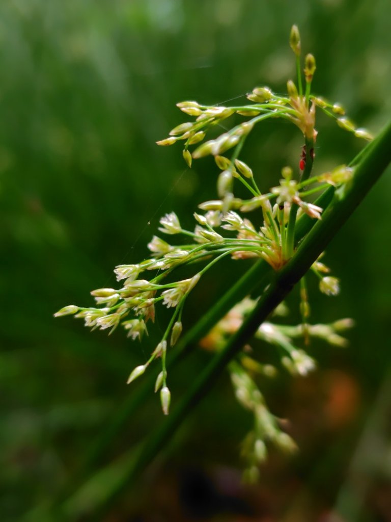稍來小雪山國家步道、船型山、鞍馬山、鞍馬山東北峰、天池、雪山神木_2799680