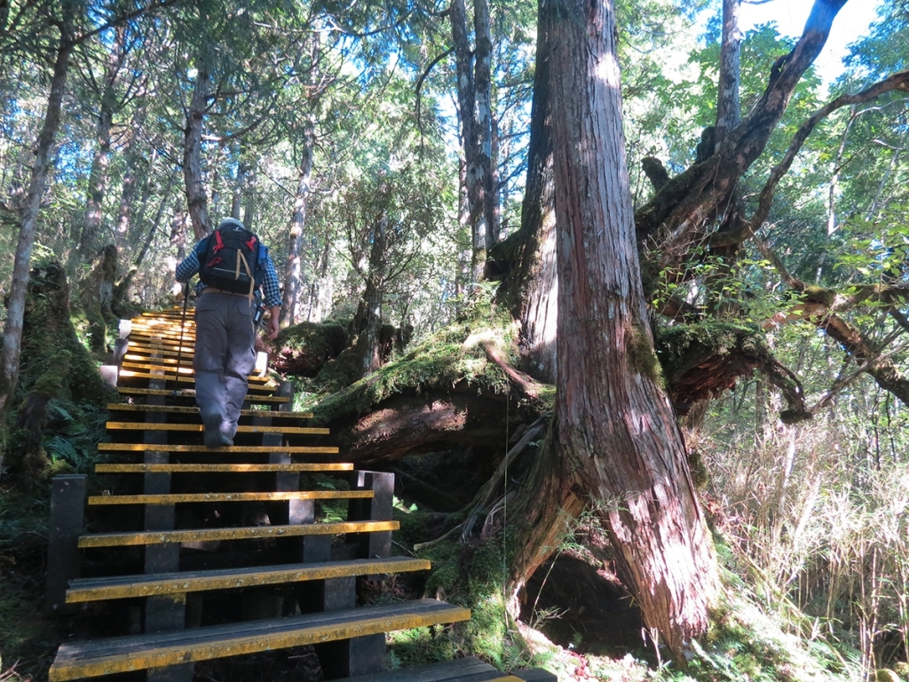 太平山檜木原始林→鐵杉林步道P型_261429