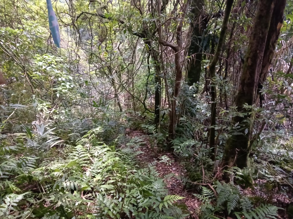 瑞芳區八分寮頂砲台+八分寮頂山+八分寮古道O型_2772437