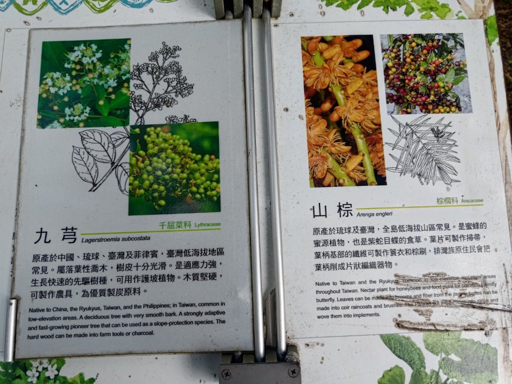 雙流森林遊樂區婆豬古山連走雙流瀑布帽子山_2652794