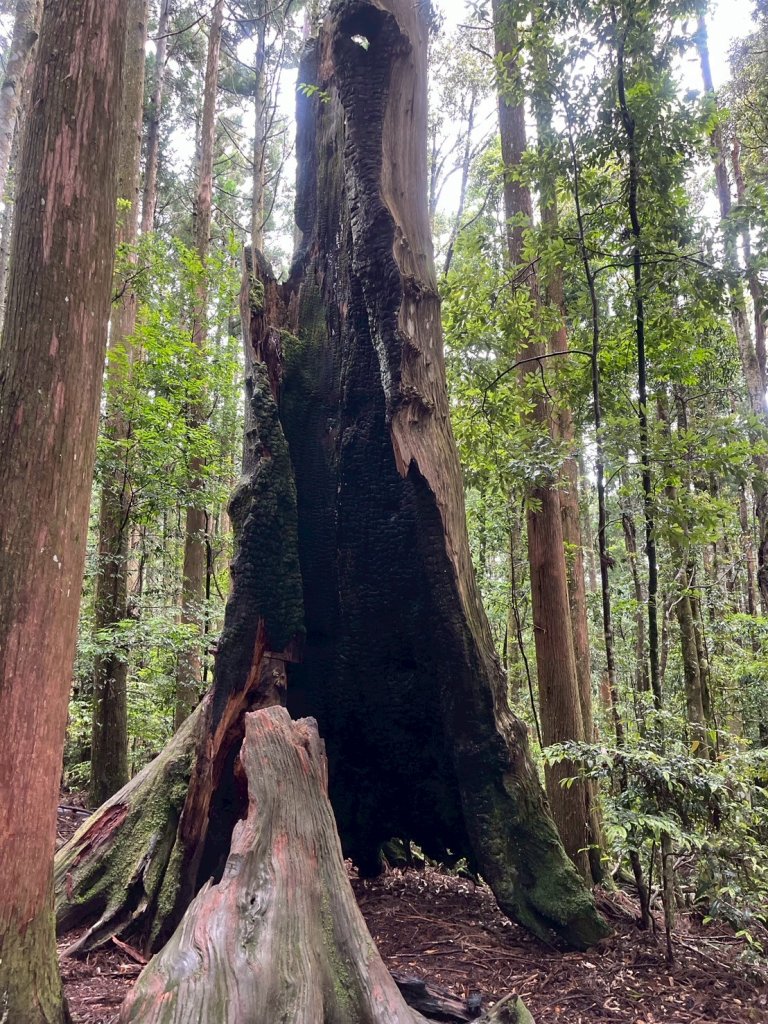 新竹 五峰 雪霸休閒農場 野馬瞰山步道_2811509