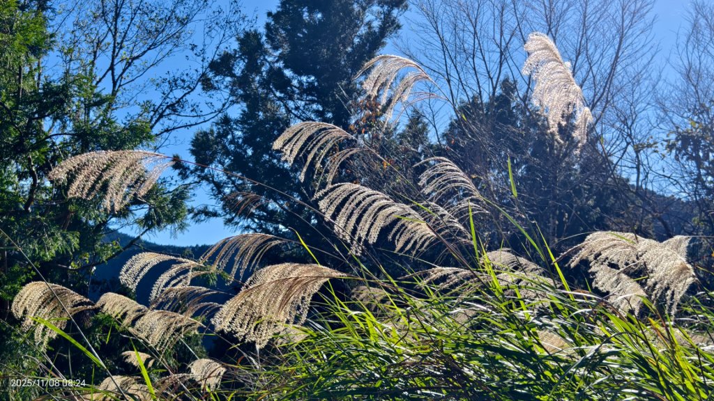 #太平山 #望洋山 #觀雲步道 #日出 #雲海 11/8_2931189