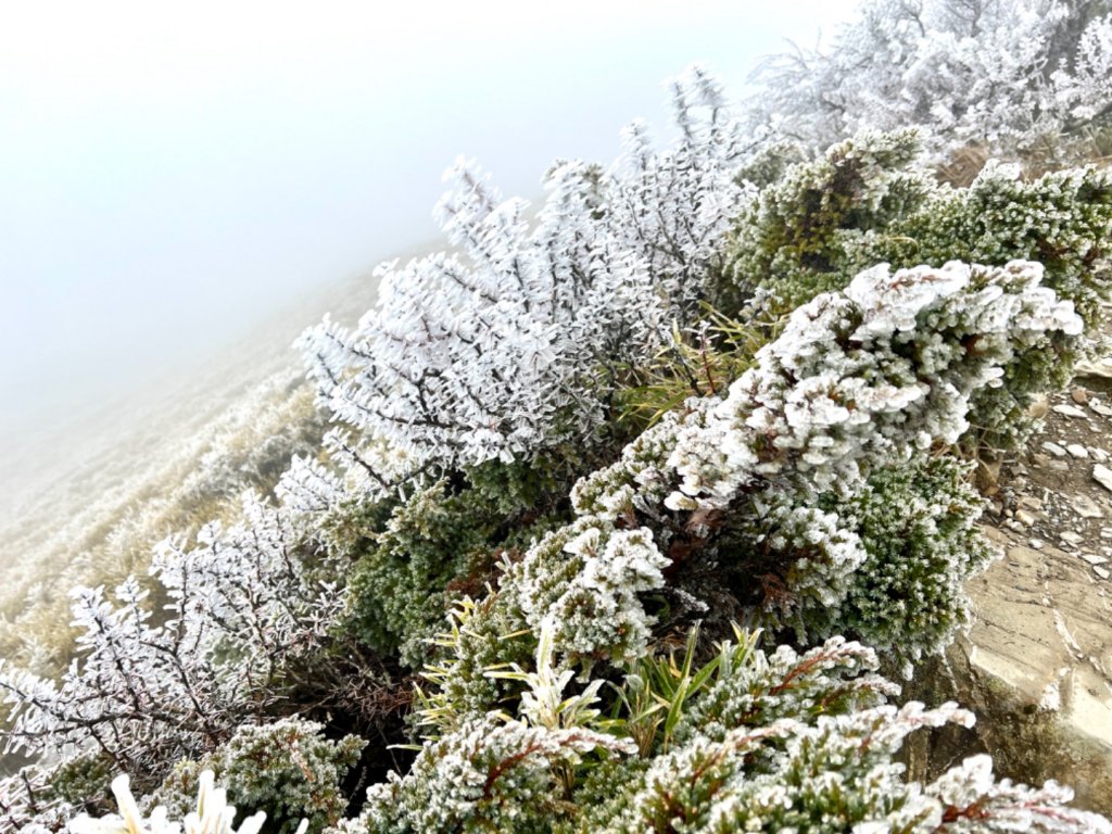 霧淞白頭合歡東_2071789