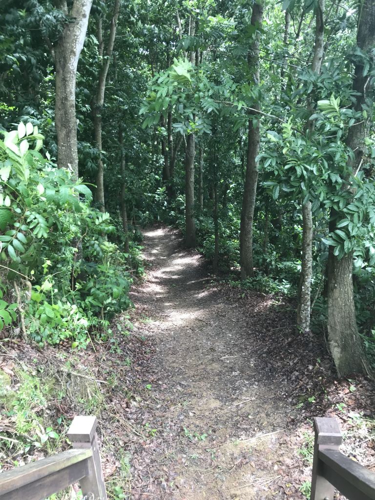 林安森林公園(大寮山)遊東源_389420