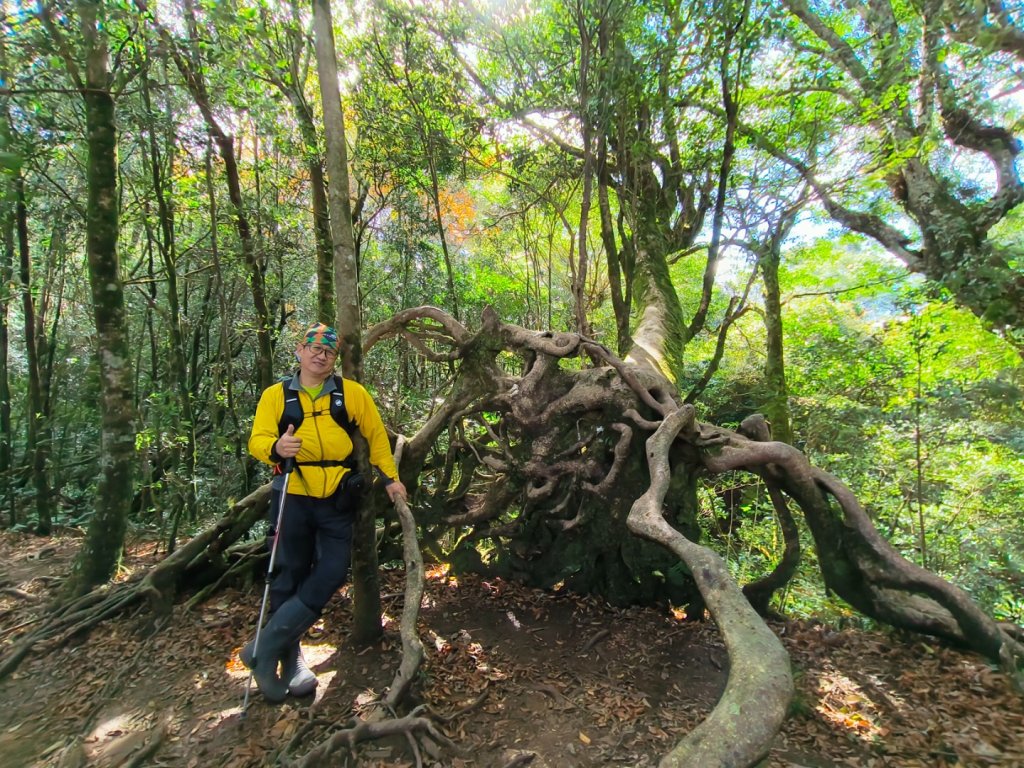 1121125 鳥嘴山縱走貴妃山_2363972