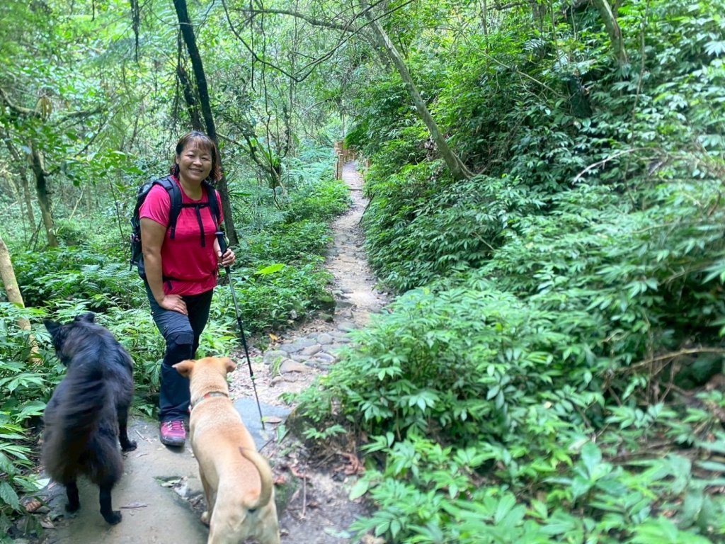 苗栗縣獅潭鄉鳴凰古道O型縱走_2803660