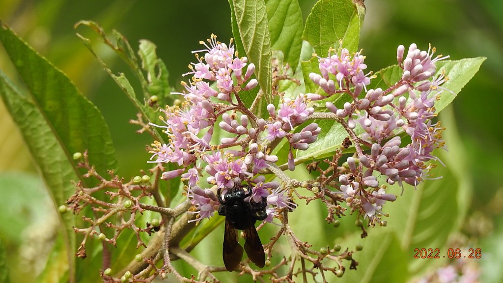 雲山水花鳥蝶-天龍國阿伯的日常6/25&26_1744944