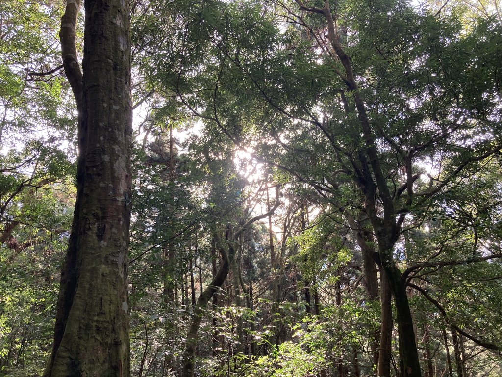 東眼山自導式步道(二訪)_2366996