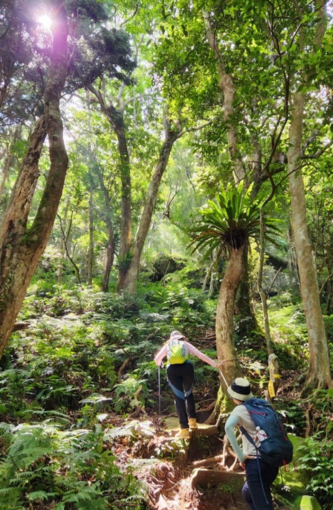 【中級山】來過一次，你不會忘記它的名字，新竹油羅山_2743730