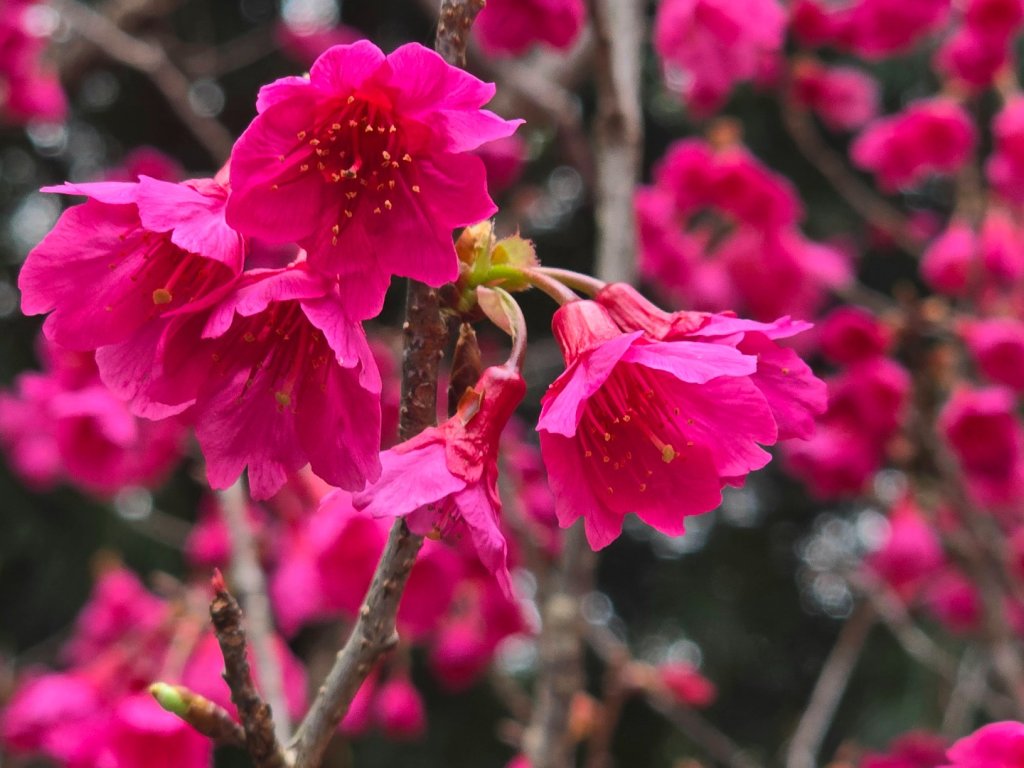 東卯山／東卯山西峰+賞山櫻花封面圖