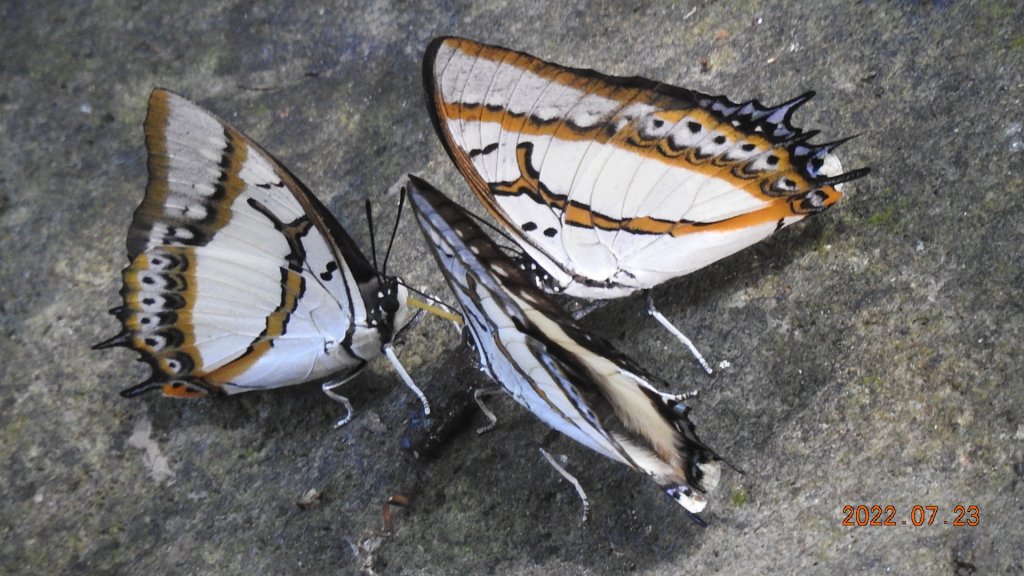 賞蝶趣 #雙尾蛺蝶 #琉璃翠鳳蝶_1776435