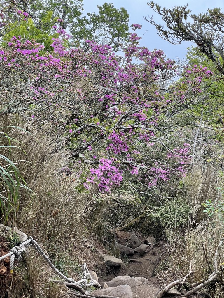 戀戀杜鵑嶺之細葉杜鵑_1363873