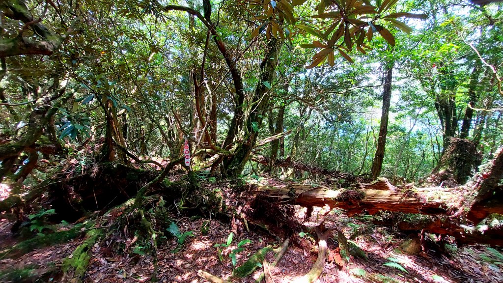 111/07/16福巴越嶺道(巴陵-福山)順上檜山_1767051