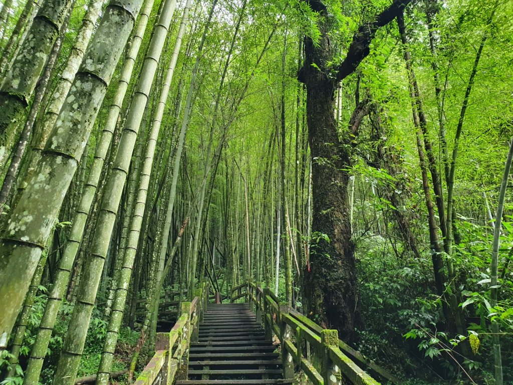 奮起湖步道_1068012