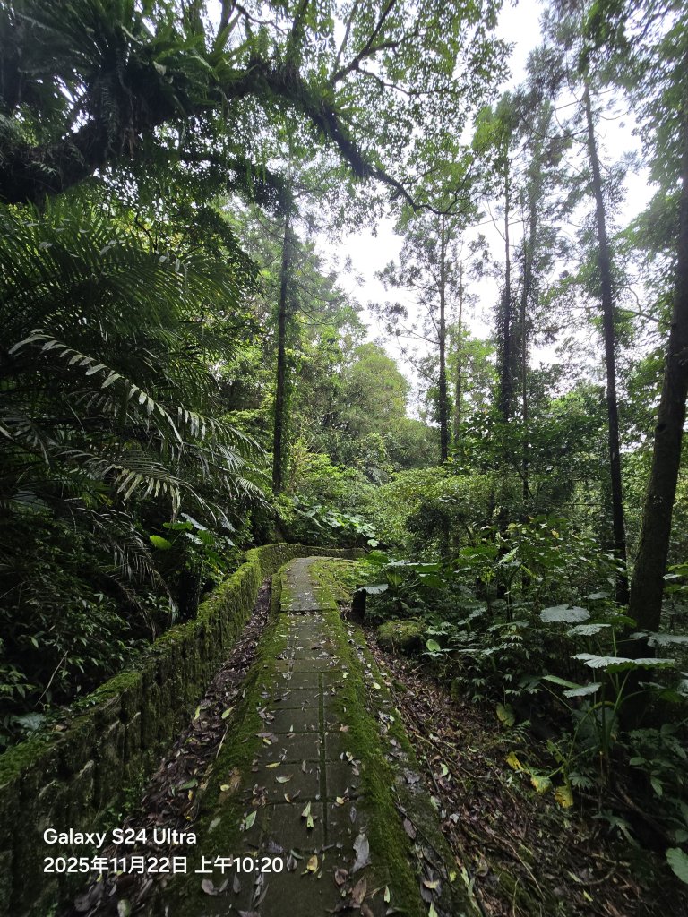 2025-11-22微笑山線：【五分山系】平溪小黃山段_2943313