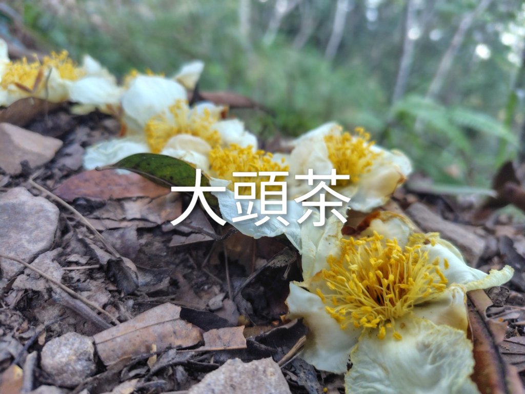 唐麻丹山 蝴蝶谷_2918942