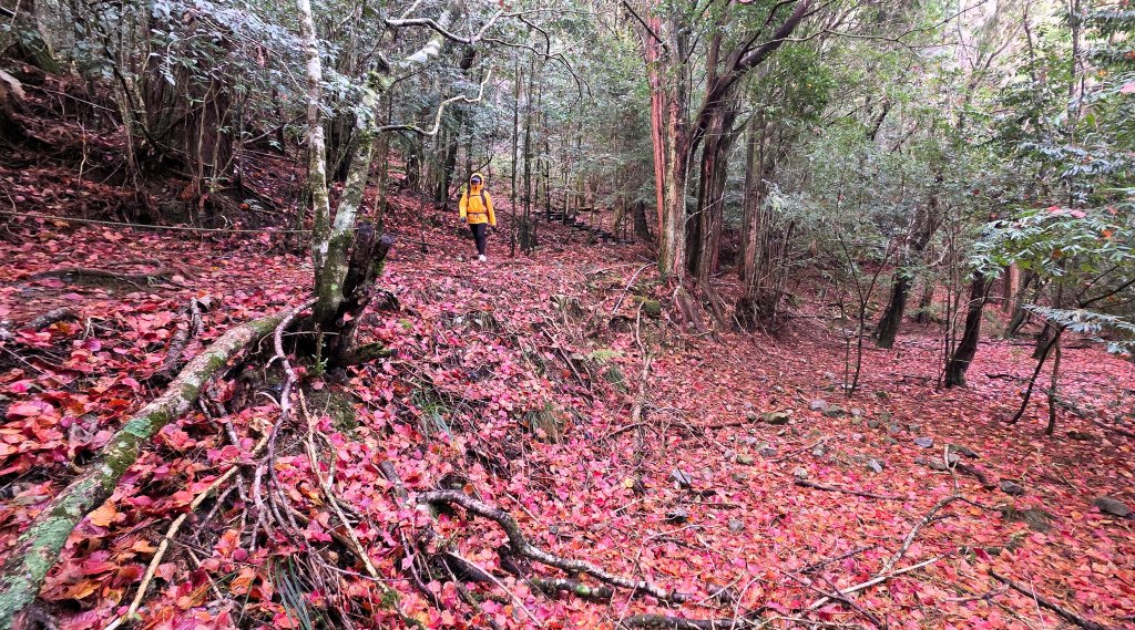 環繞在楓紅巨木和滿山翠綠的鞍馬山及大雪山小神木森林步道的悠哉山行記封面圖