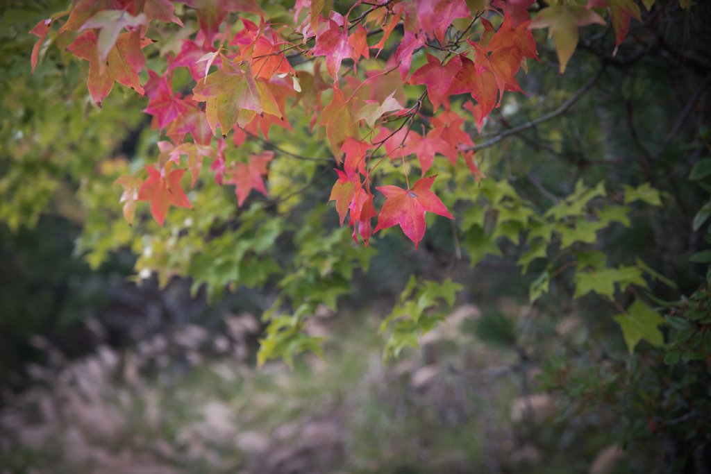 大雪山200林道 - 北三錐山_1493307