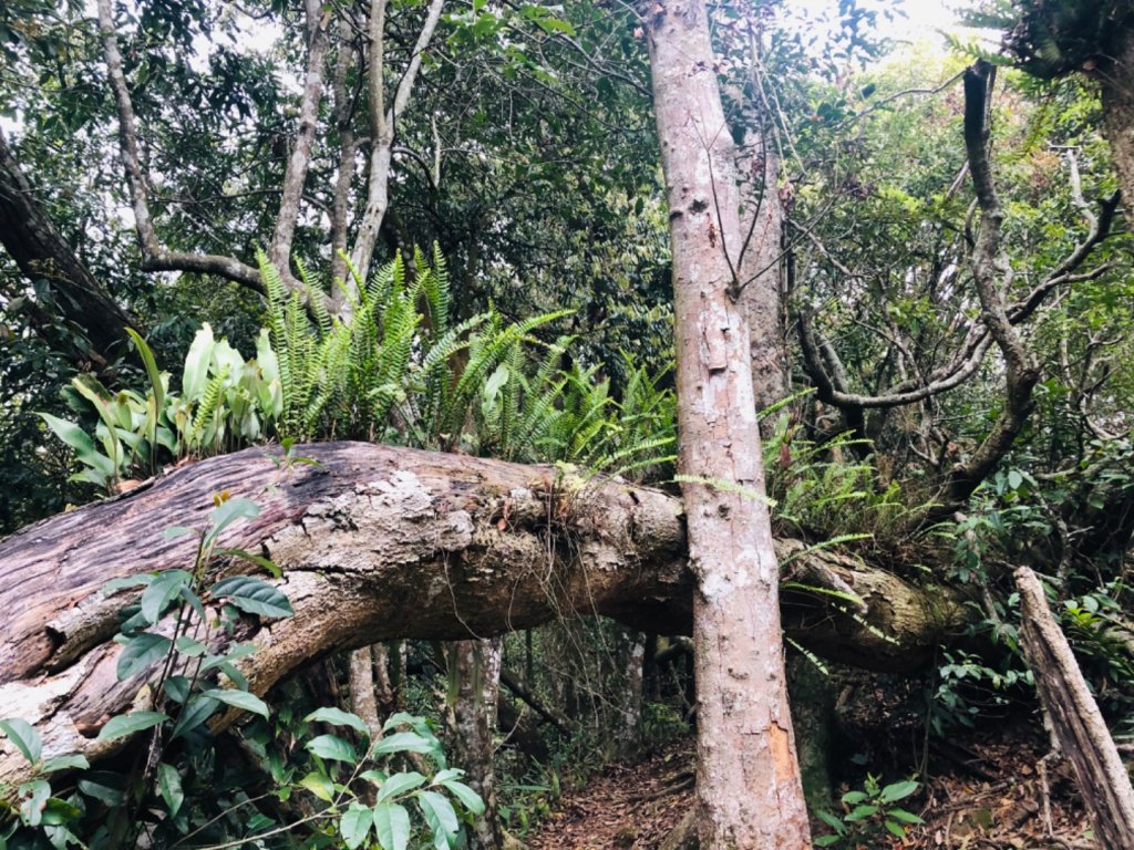 1090411大克山_914003