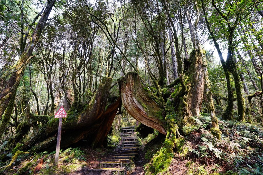宜蘭大同鄉 檜木原始林&鐵杉林自然步道封面圖