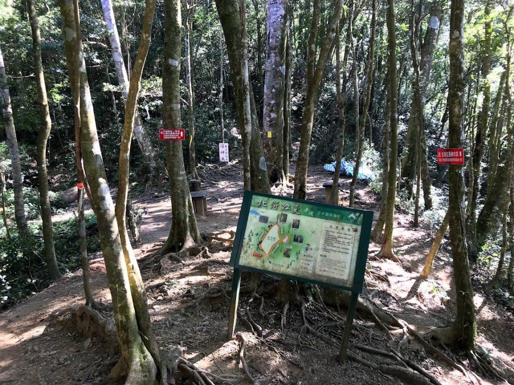 內鳥嘴山賞山毛櫸順遊北得拉曼巨木步道神木群20181107_1964065