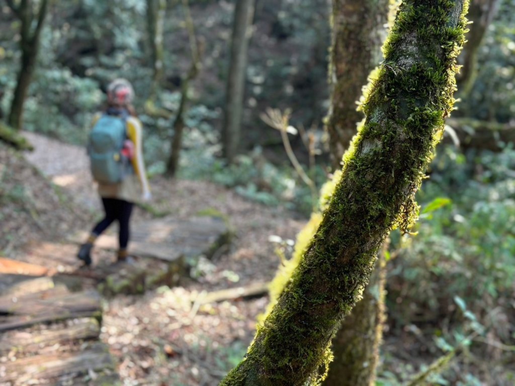 金柑樹山 杉林溪森林遊樂區_2449193