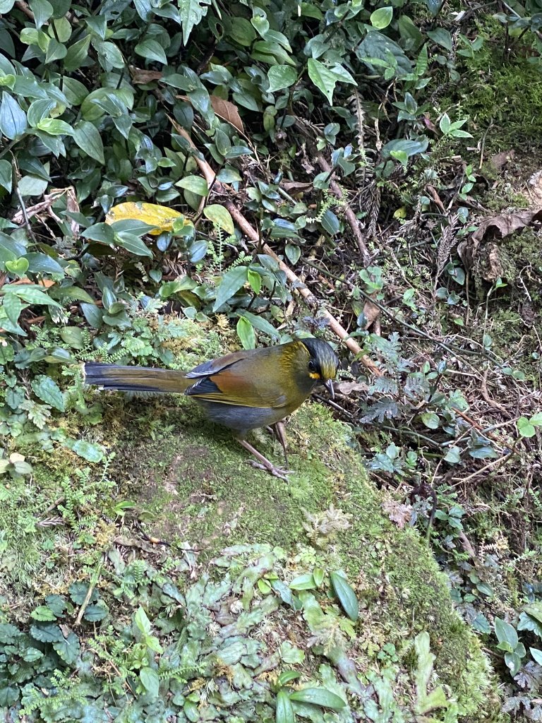 20240420 溪頭自然教育園區_2485351