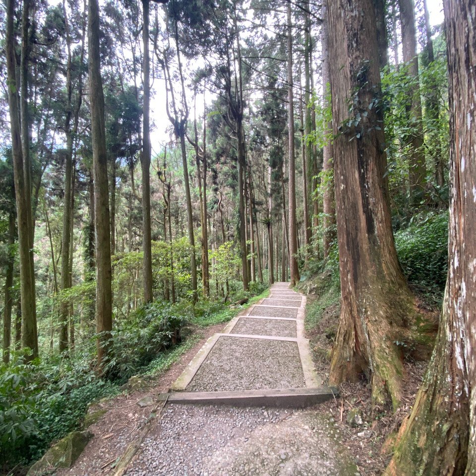 20240420 溪頭自然教育園區_2484355