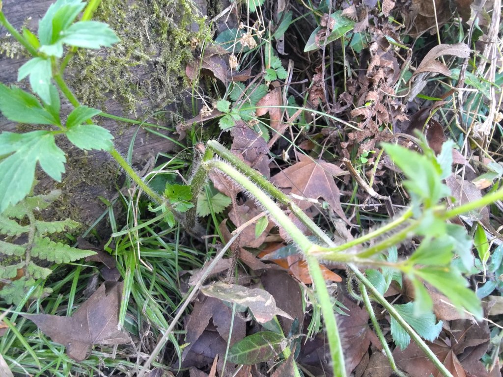 植物照片雞籠山九龍山大凍山_2395695