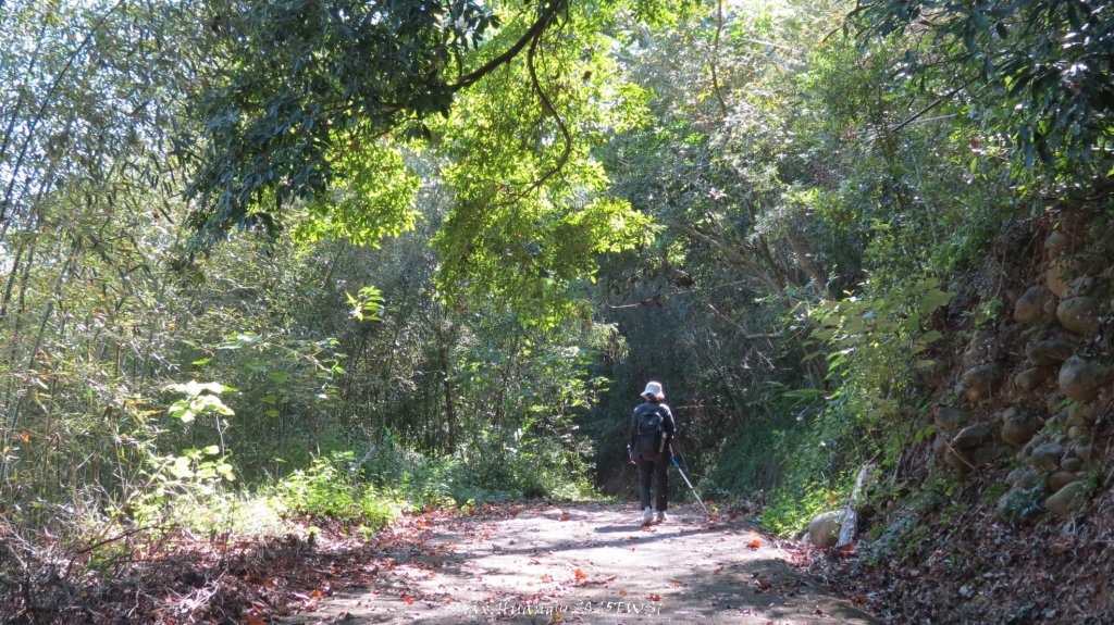 《台中》落雨松季｜石岡挑物古道O繞下情人木橋20250112_2687642