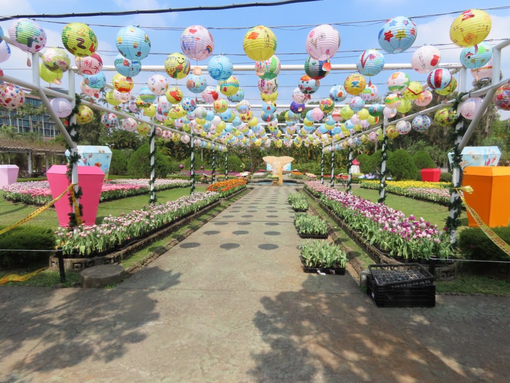 2024［士林官邸鬱金香展］（2/22~3/3）（2024/2/21）_2437755