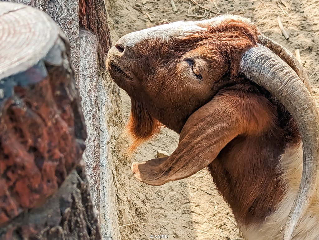 【高雄鼓山】高雄南柴山 - 壽山動物園健行_2026350