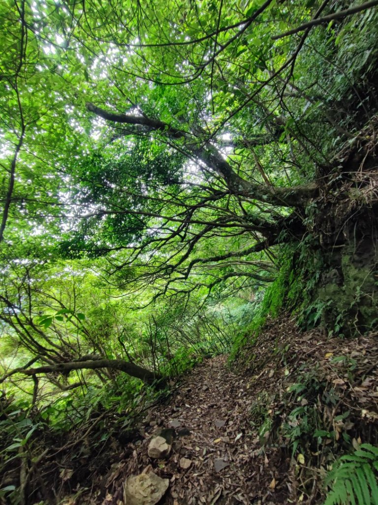 獅仔頭山-小百岳#20-新北市新店區_2248499
