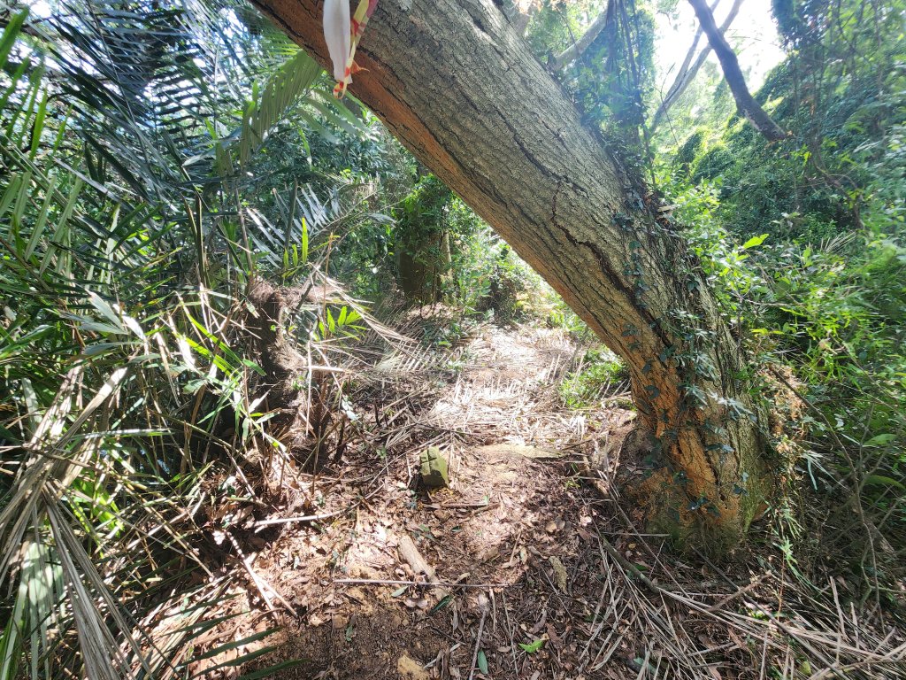 20240930四坪寮山_2664426