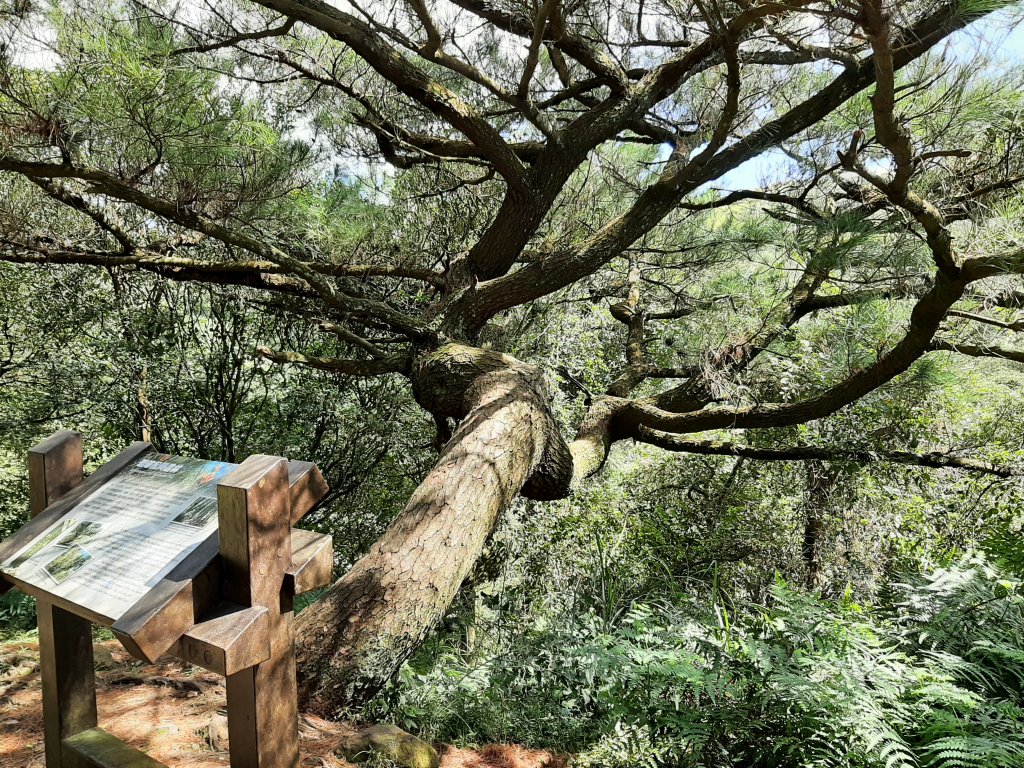 臺北大縱走3：小油坑至風櫃口_1493606