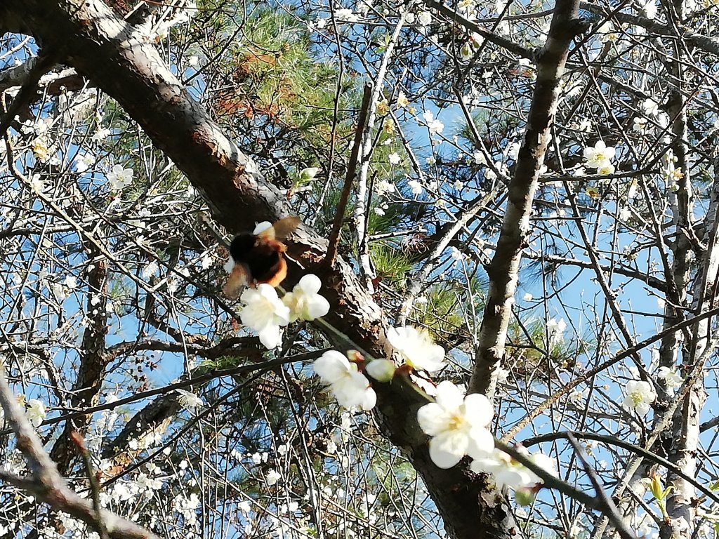 〜 角 板 山 賞 梅 〜_510009